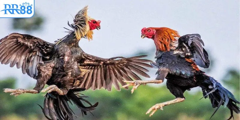 Chinh phục chiến thắng khủng cùng đá gà Thomo