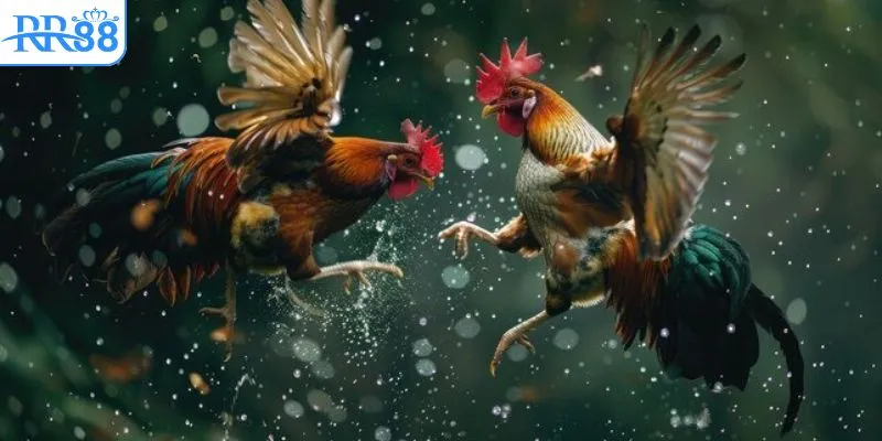 Đá gà thomo mới nhất cùng quy tắc chi tiết