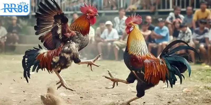 Nét chính về đá gà thomo mới nhất 