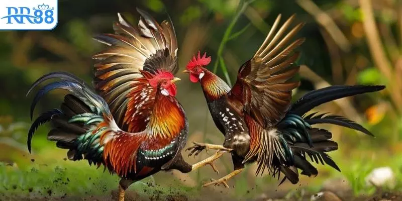 Người chơi cần đặt tiền để dự đoán kết quả trận đấu