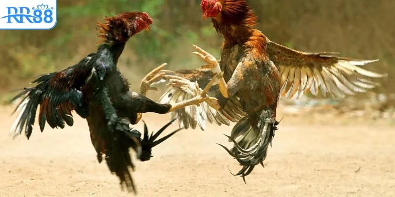 Trải nghiệm theo dõi đá gà Thomo có bình luận viên đơn giản