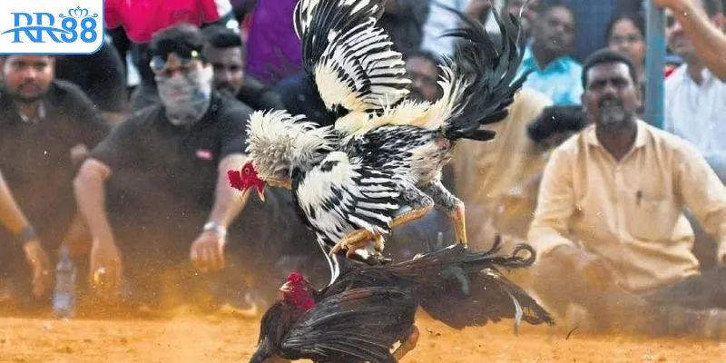 Clip đá gà Thomo với âm thanh sống động